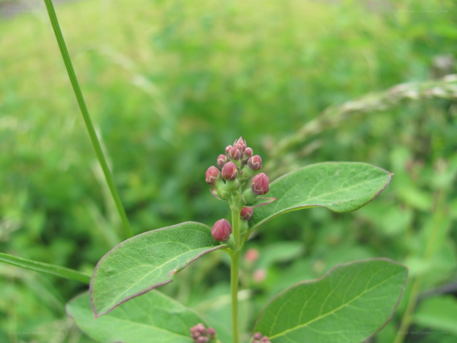 buds on a green plant