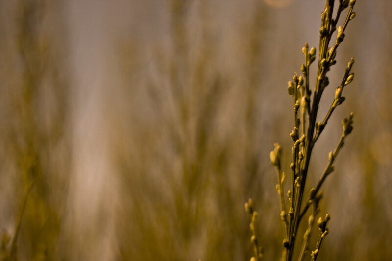 Buds on a plant stem