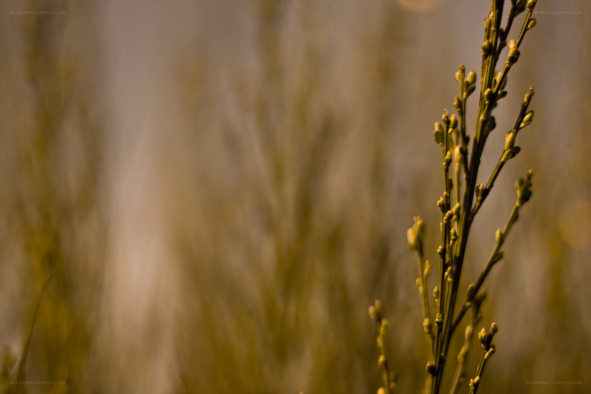 Buds on a plant stem