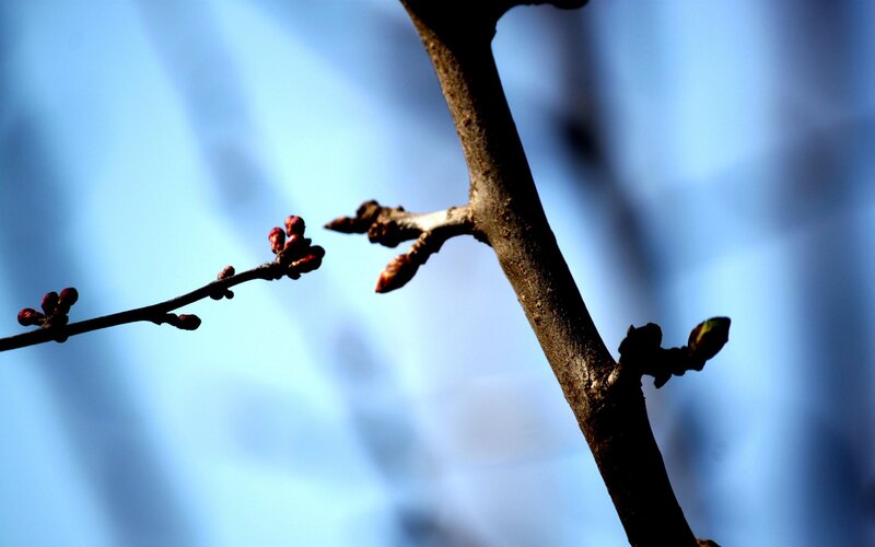Buds on a tree branch