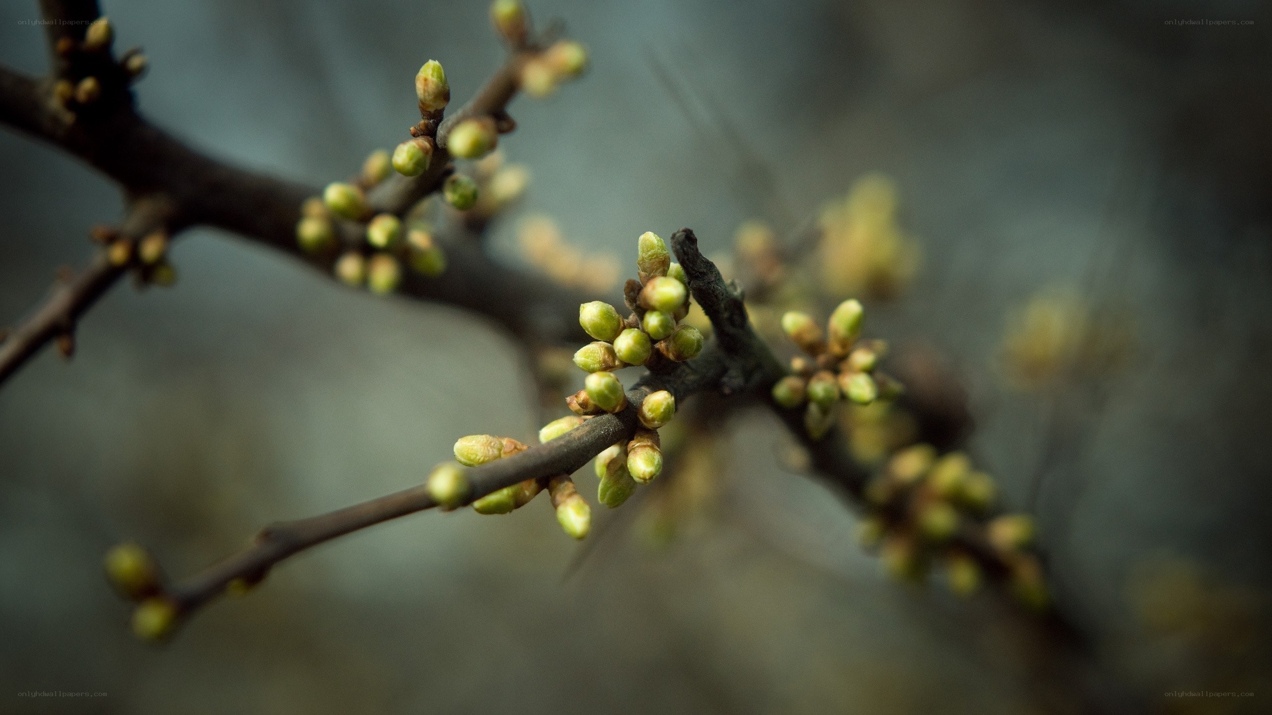 Buds on a tree branch