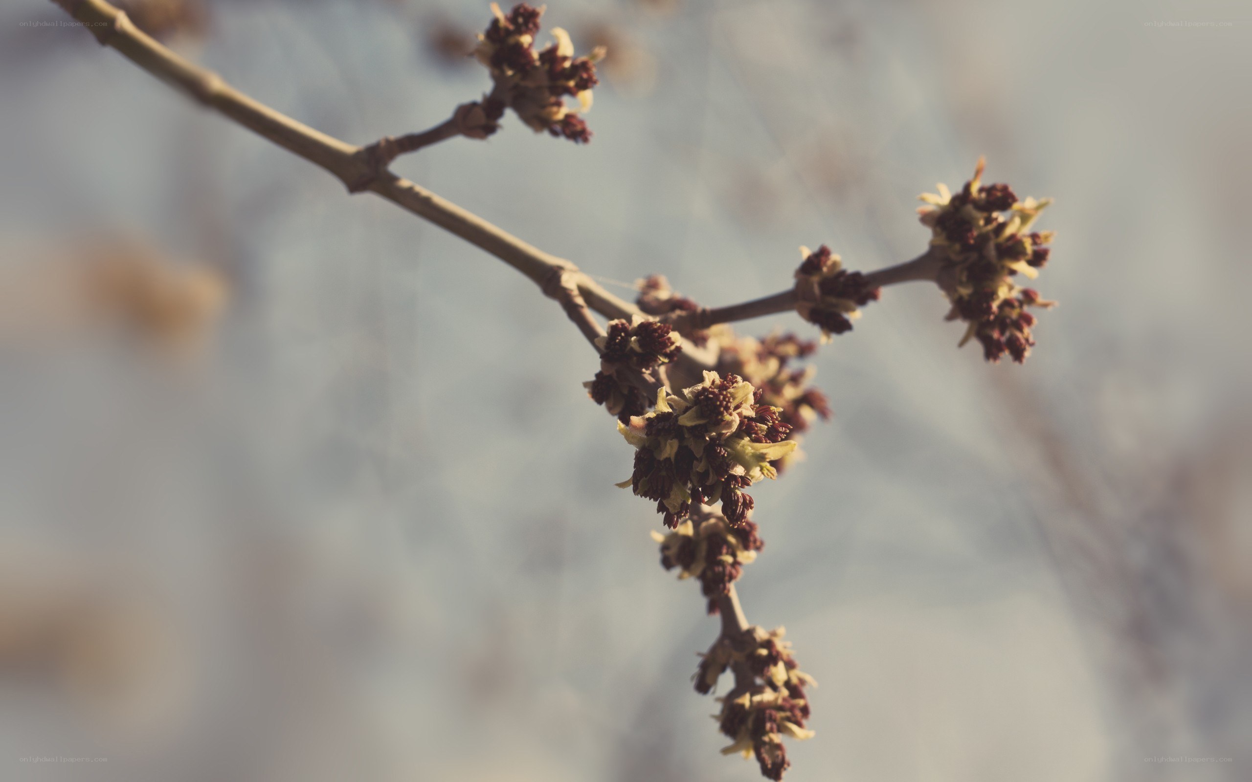Buds on a tree branch