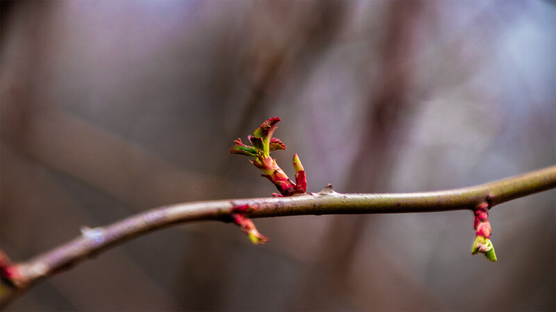 Buds on a Tree Branch — Brown