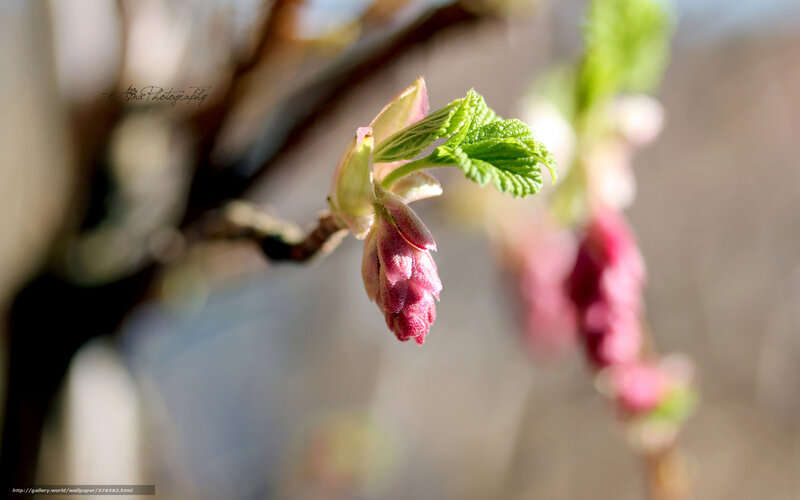 Buds on a Tree Branch — Green