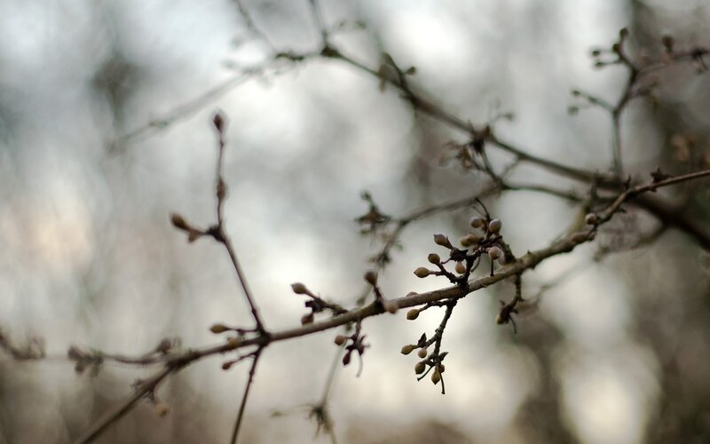 Buds on a tree branch