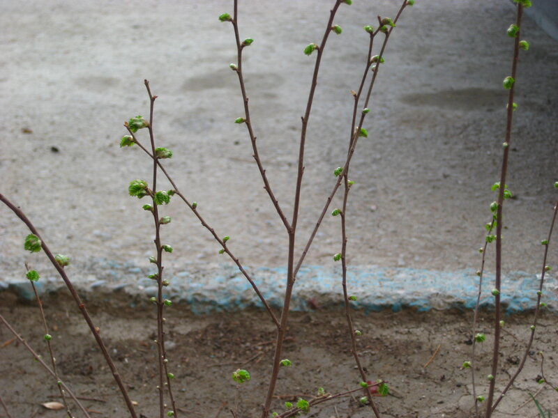 Buds on Bare Branches — Brown