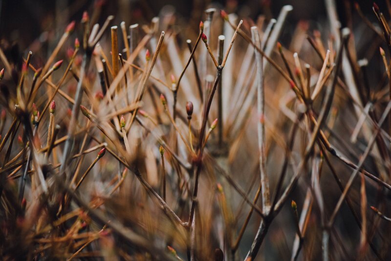 Buds on bare branches