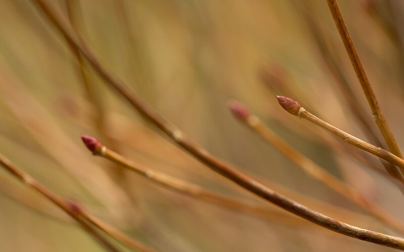 Buds on thin branches