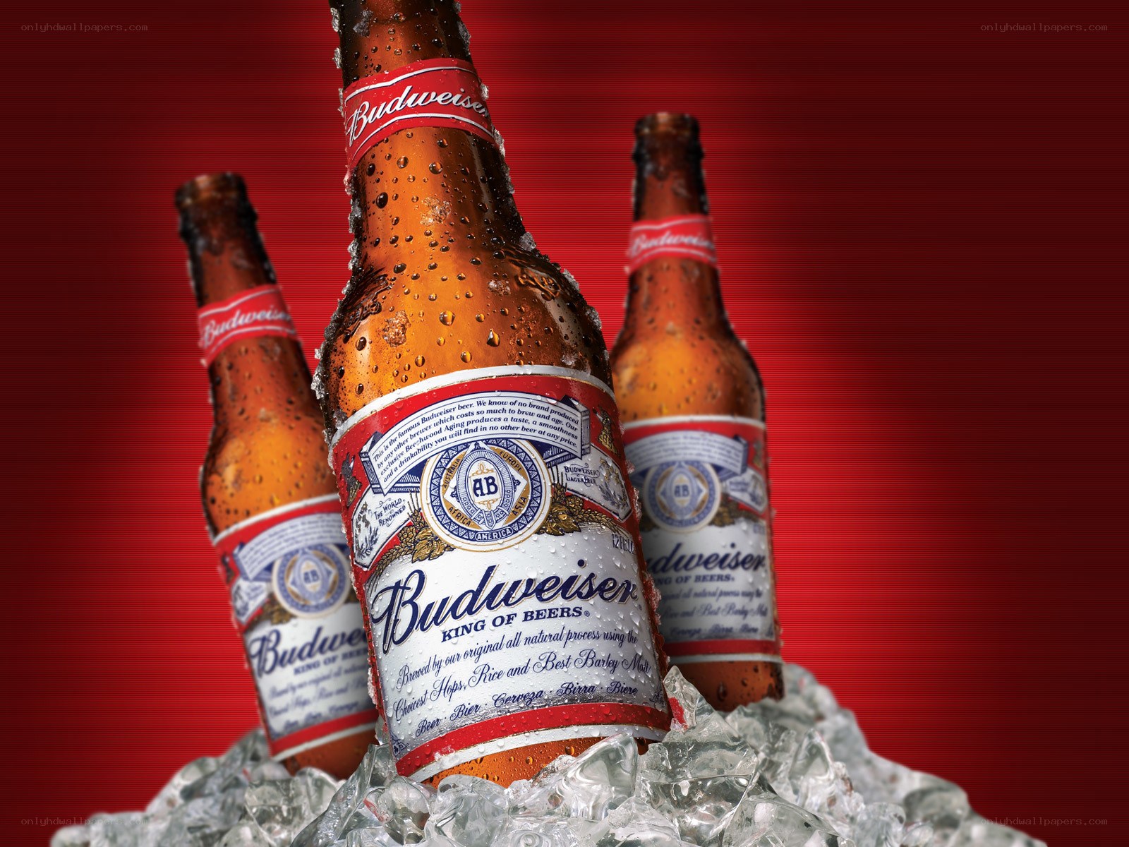 Budweiser bottles in ice