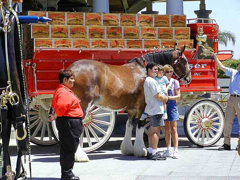 Budweiser Clydesdale Horse