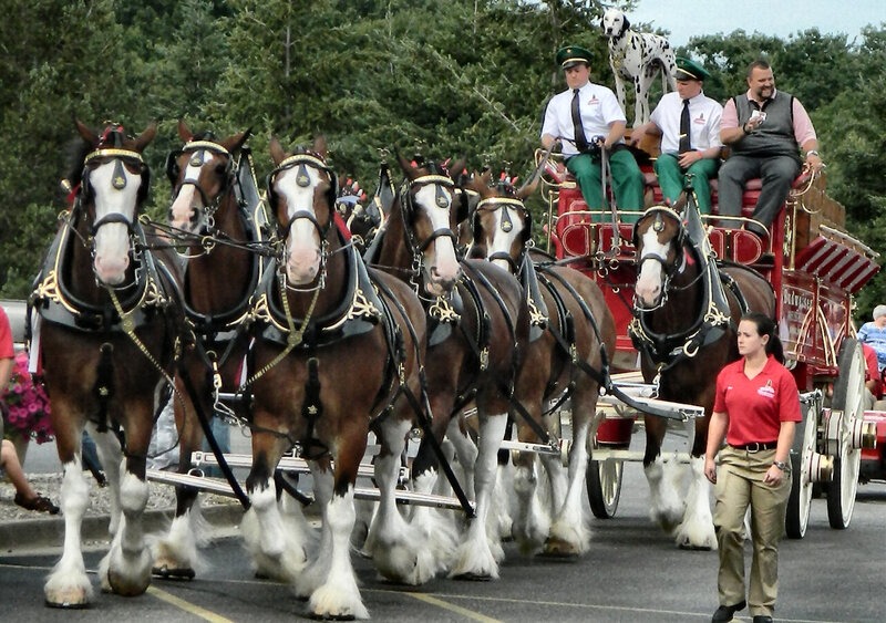 Budweiser Clydesdales — Brown, Festive