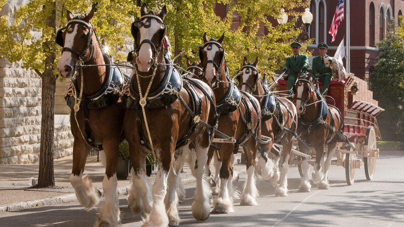 Budweiser Clydesdales — Brown, Formal