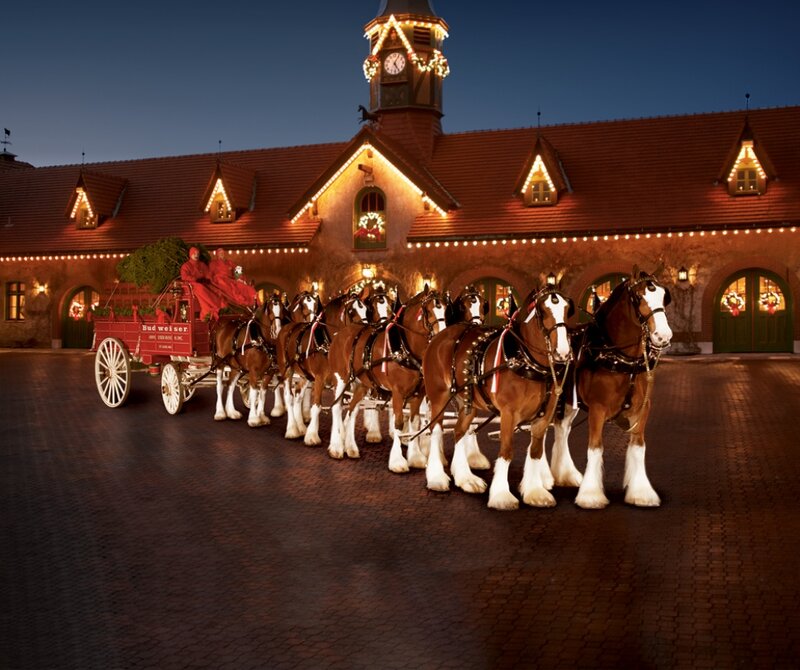 Budweiser Clydesdales — Brown