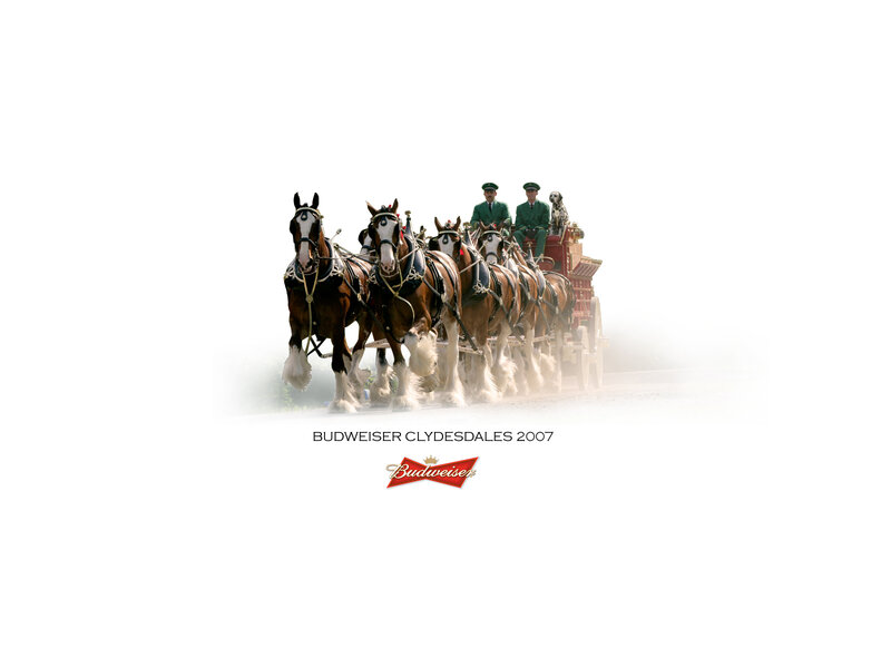 Budweiser Clydesdales