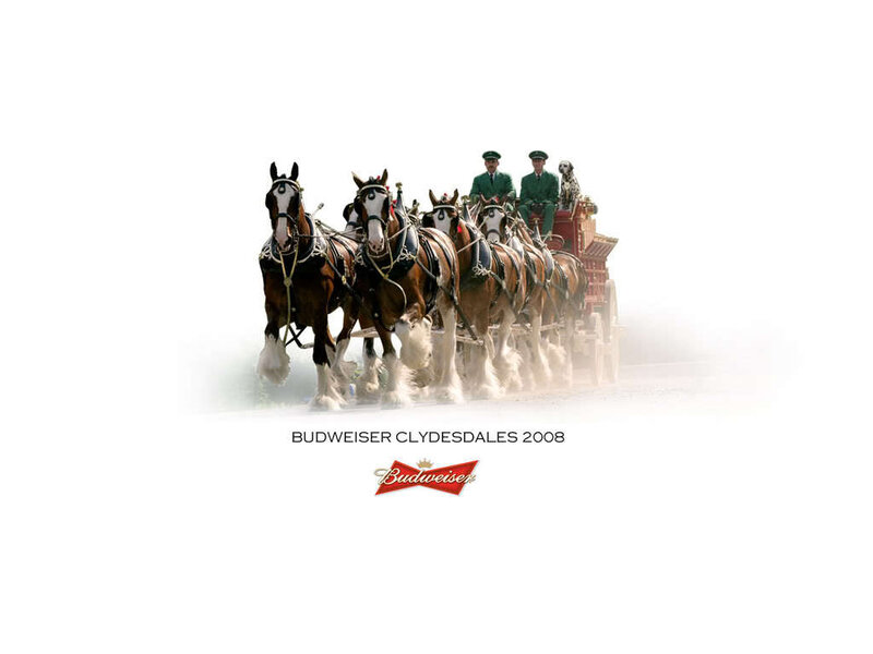 Budweiser Clydesdales — White