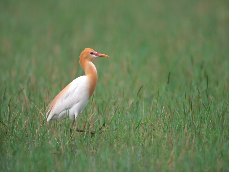 Buff-billed Egret
