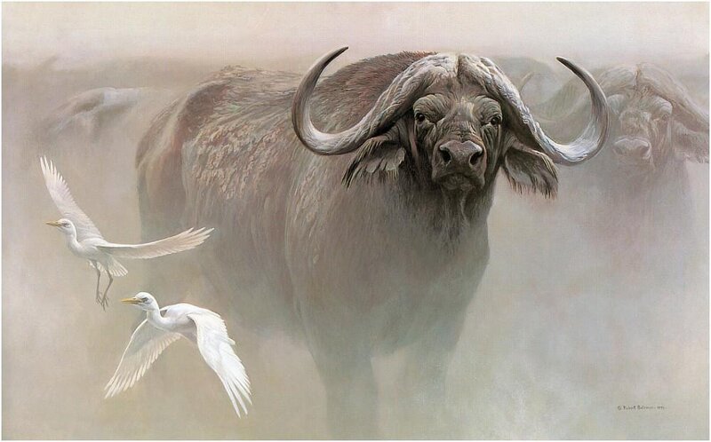 Buffalo and egrets in mist