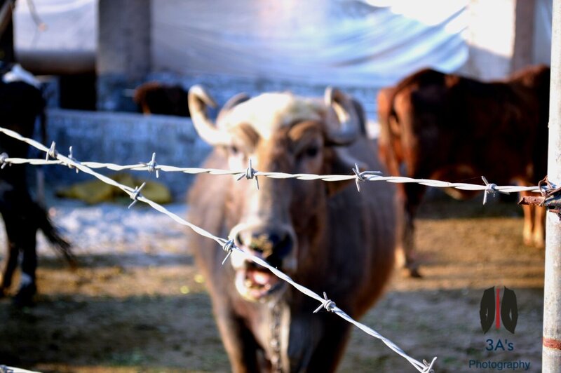 Buffalo Behind Barbed Wire