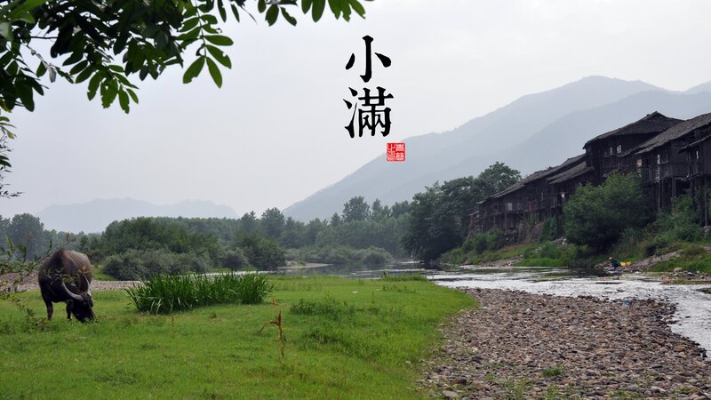 Buffalo Grazing by River — Green, Serene