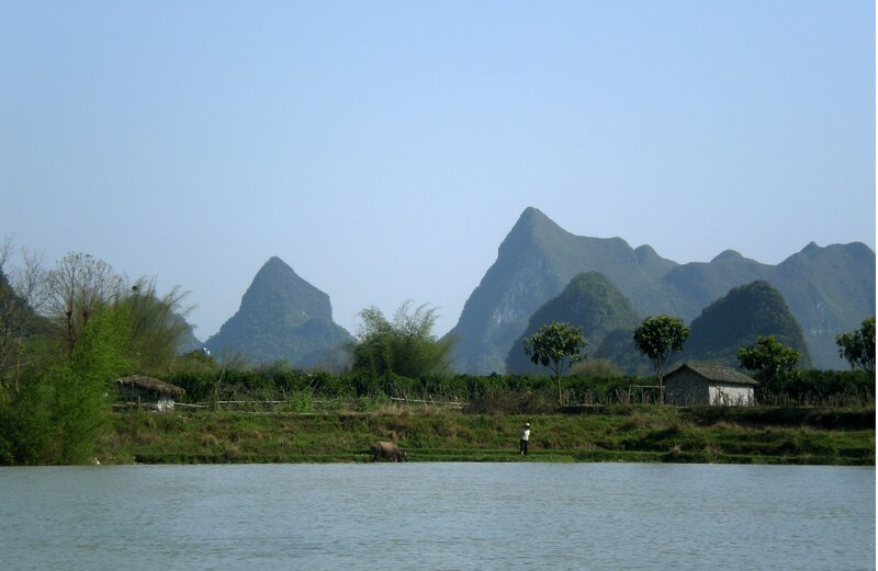 Buffalo Grazing by River