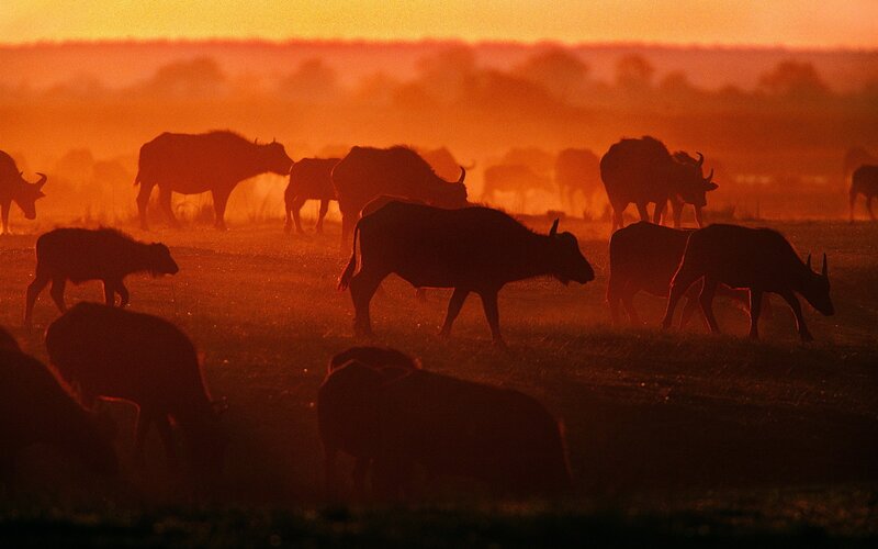 Buffalo herd at sunset