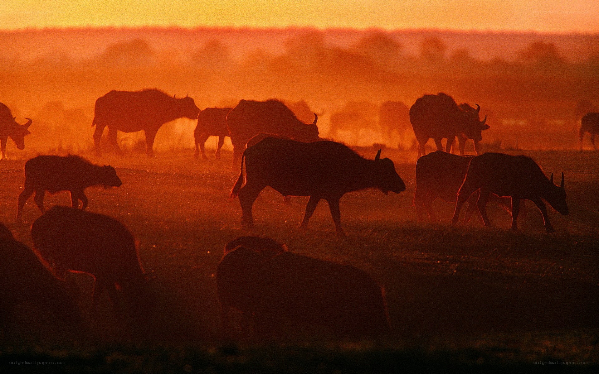 Buffalo herd at sunset