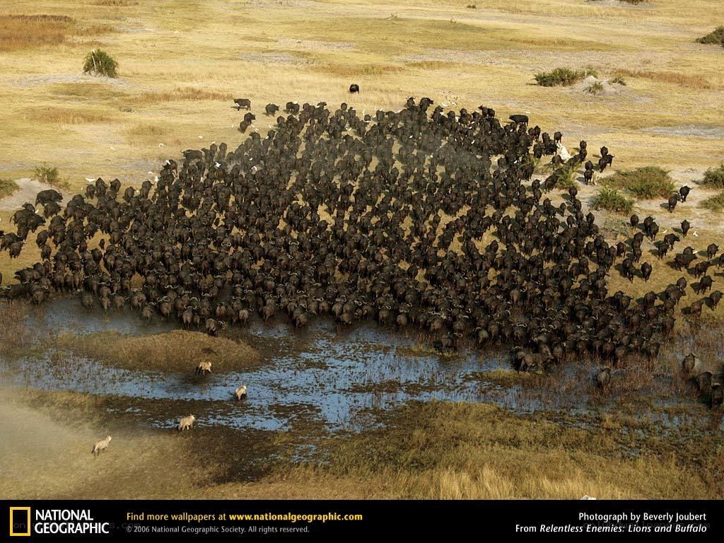 Buffalo herd at watering hole