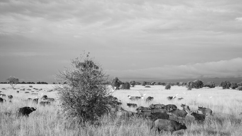 Buffalo Herd in Grassland