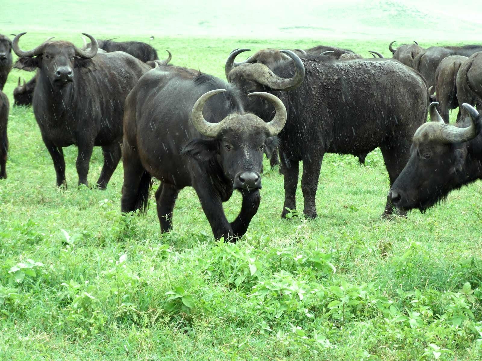 Buffalo herd in rain