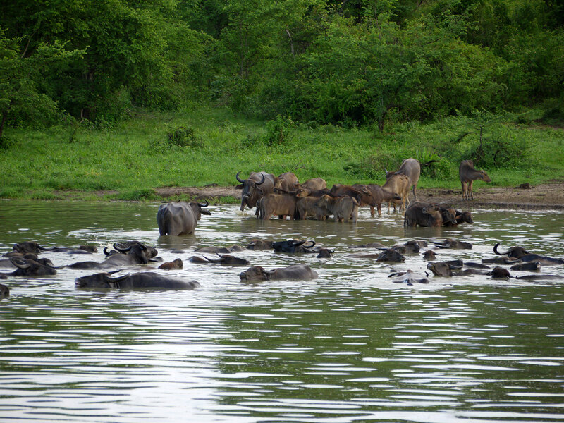 Buffalo Herd in Water