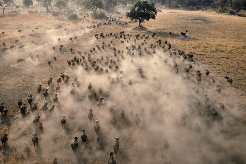 Buffalo herd migration