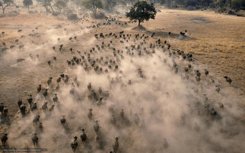 Buffalo herd running in dust