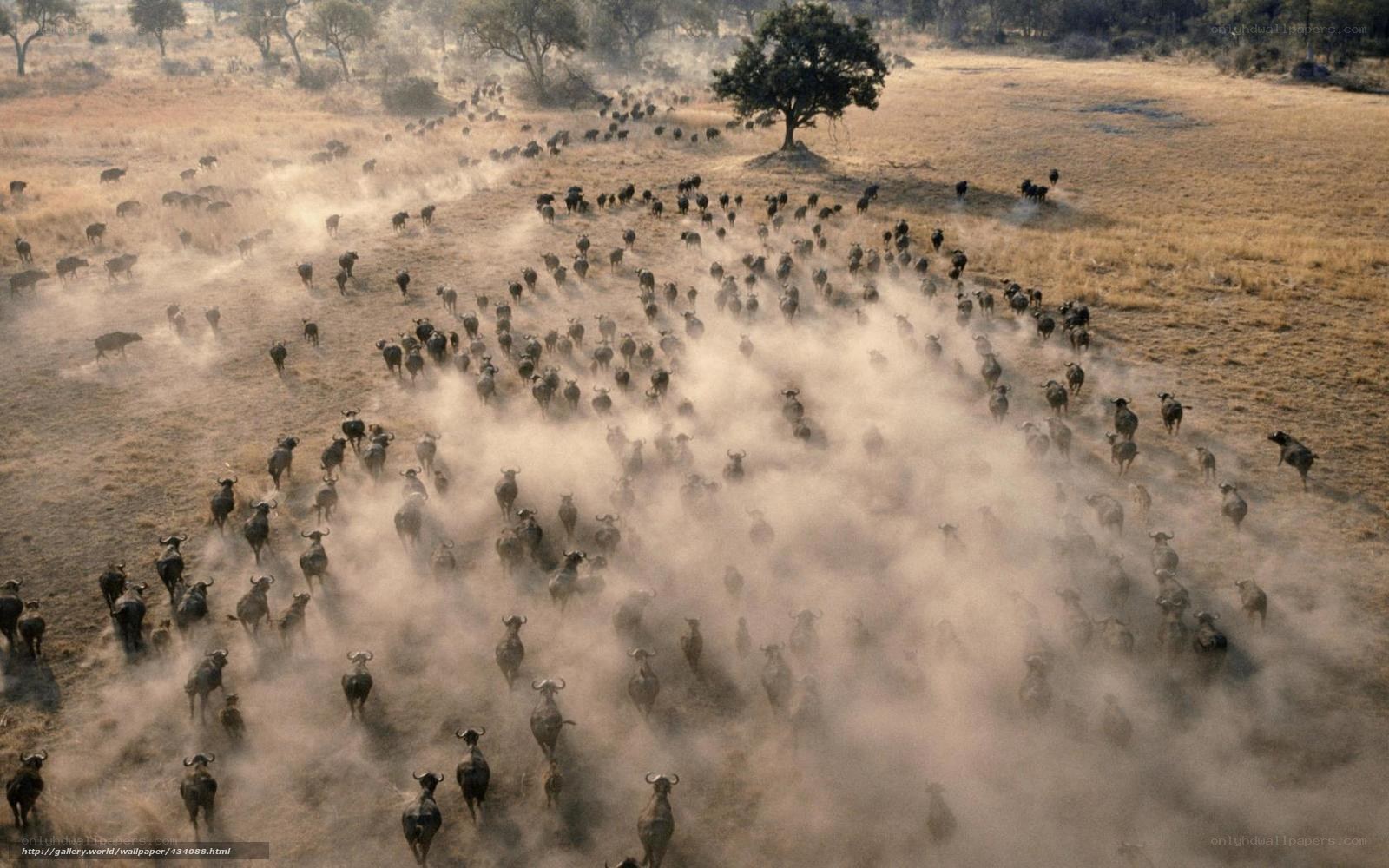 Buffalo herd running in dust