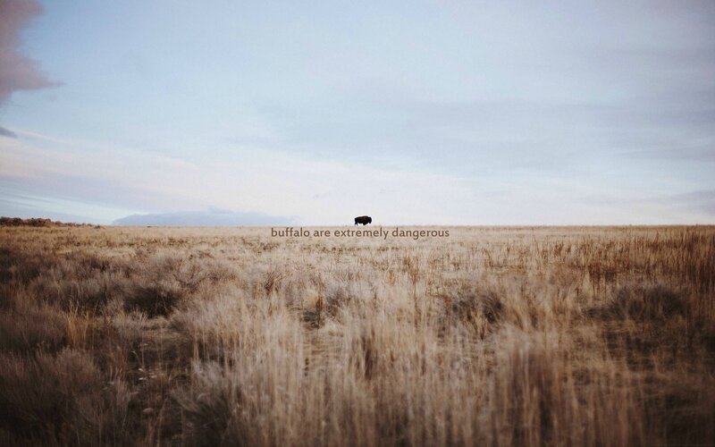 Buffalo in Field