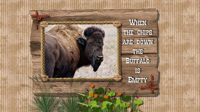 Buffalo in Frame