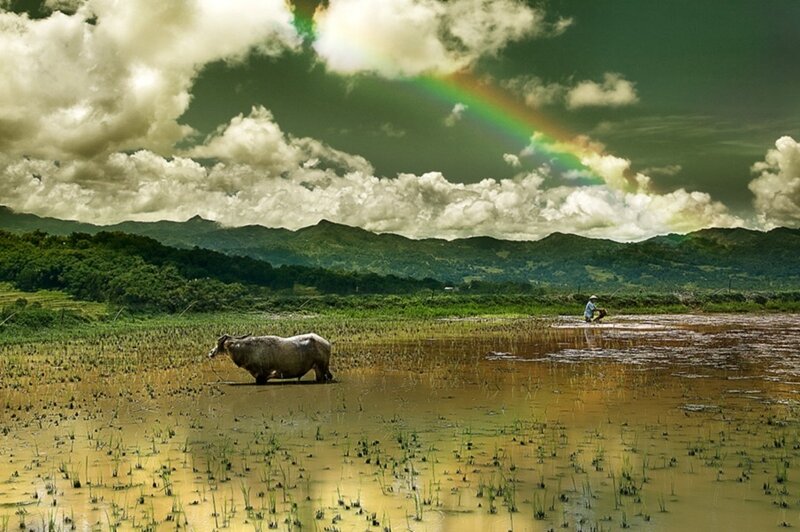 Buffalo in Rice Paddy