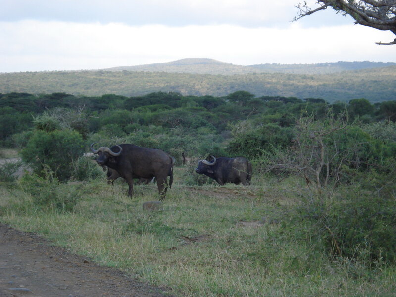 Buffalo in savanna landscape
