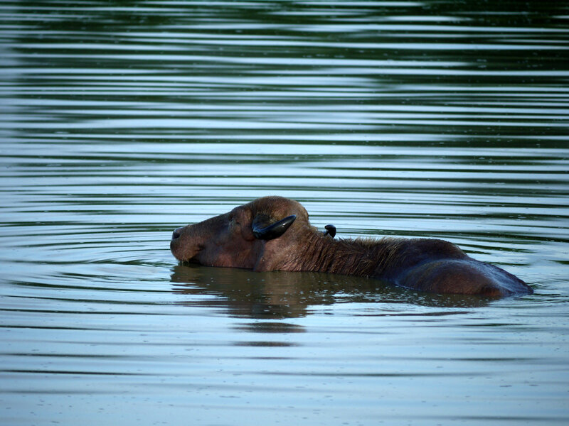 Buffalo in Water — Brown