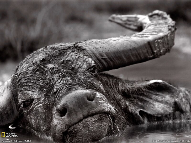 Buffalo in water