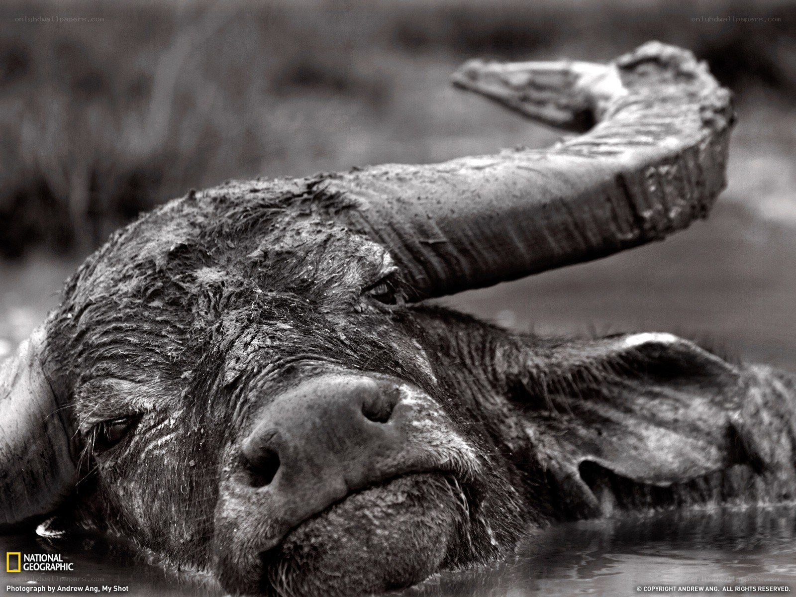 Buffalo in water
