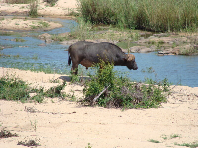 Buffalo Near River