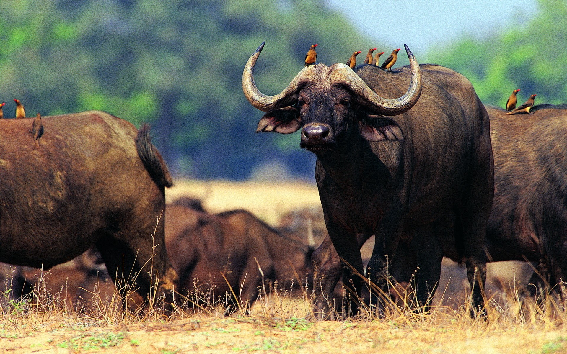 Buffalo with birds on back