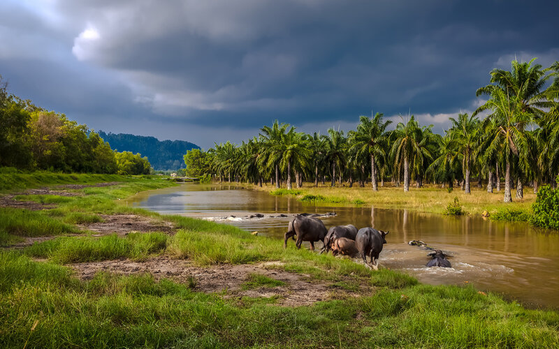 Buffaloes in River