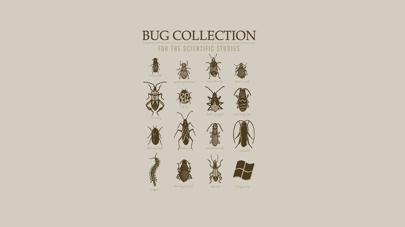 Bug Collection Illustration