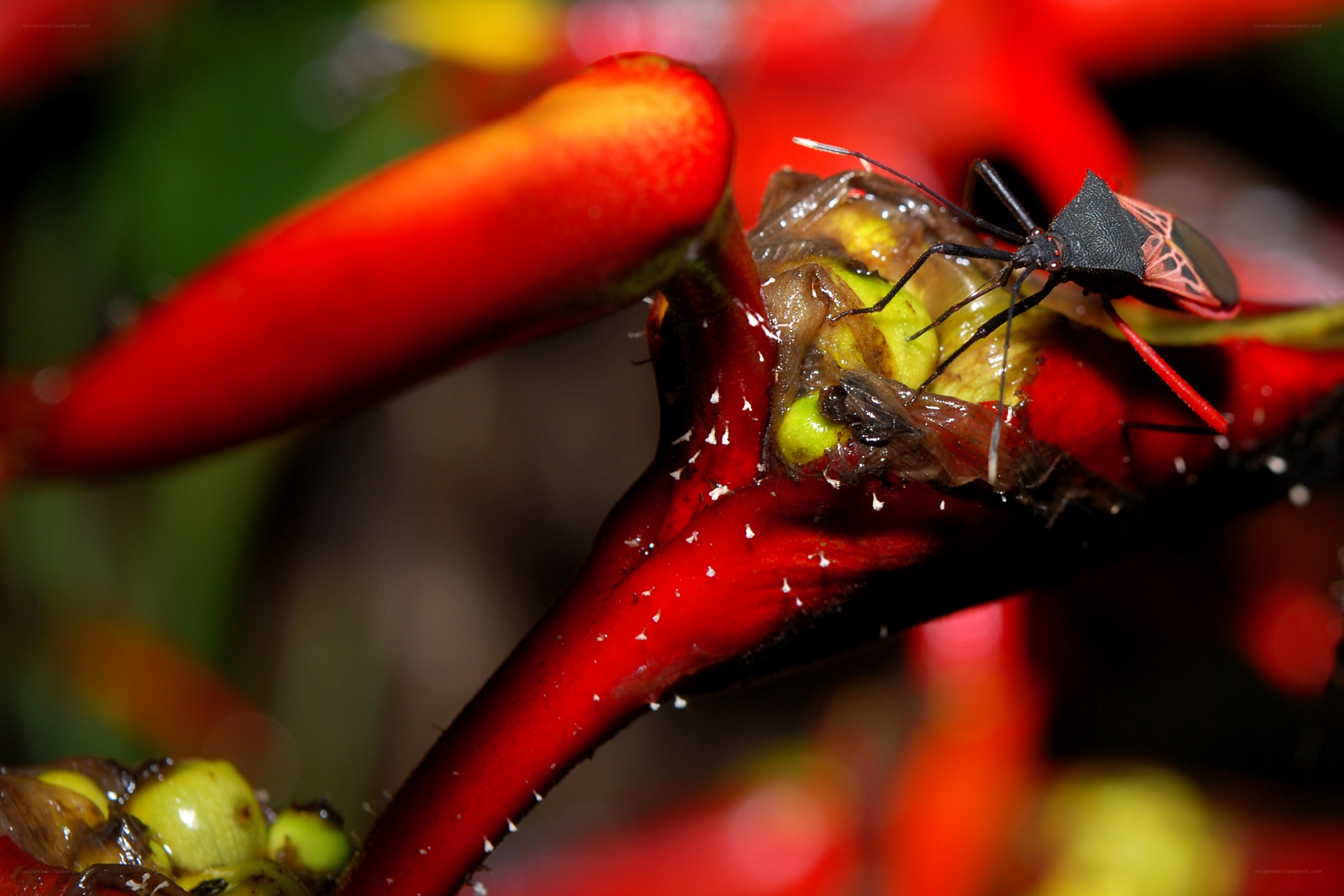 bug feeding on flower