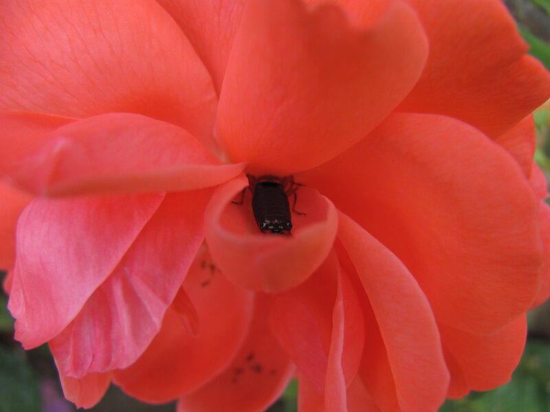 bug in a pink rose