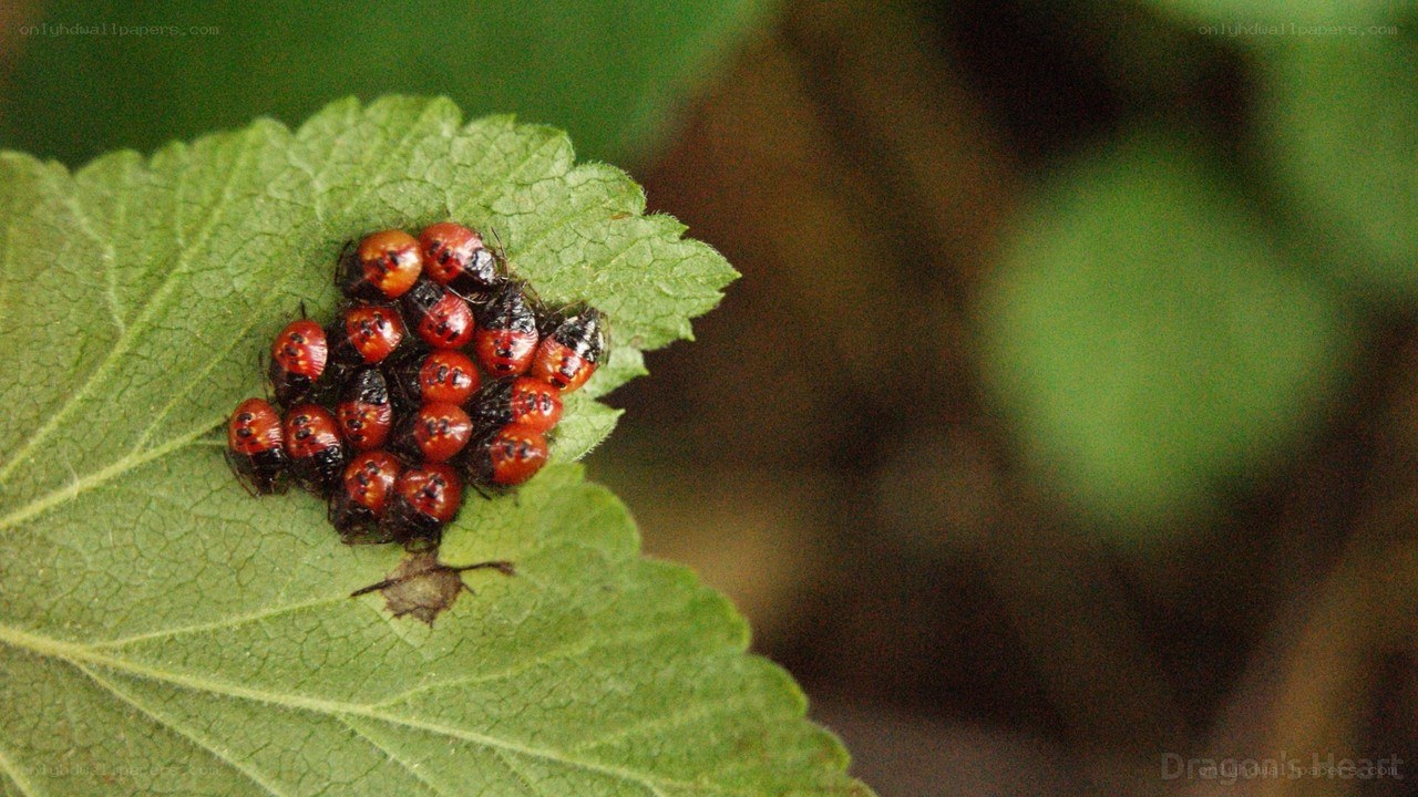 Bug larvae on a leaf