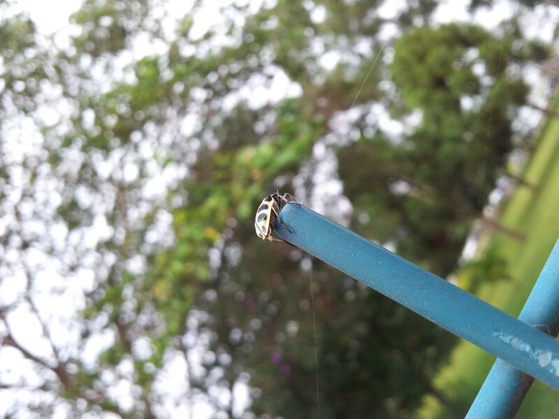 bug on a blue pole