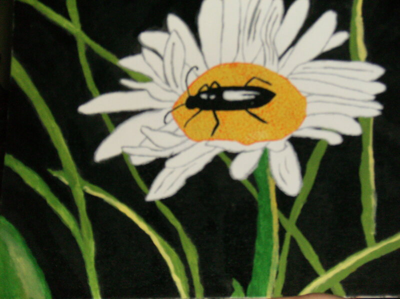 Bug on a daisy flower