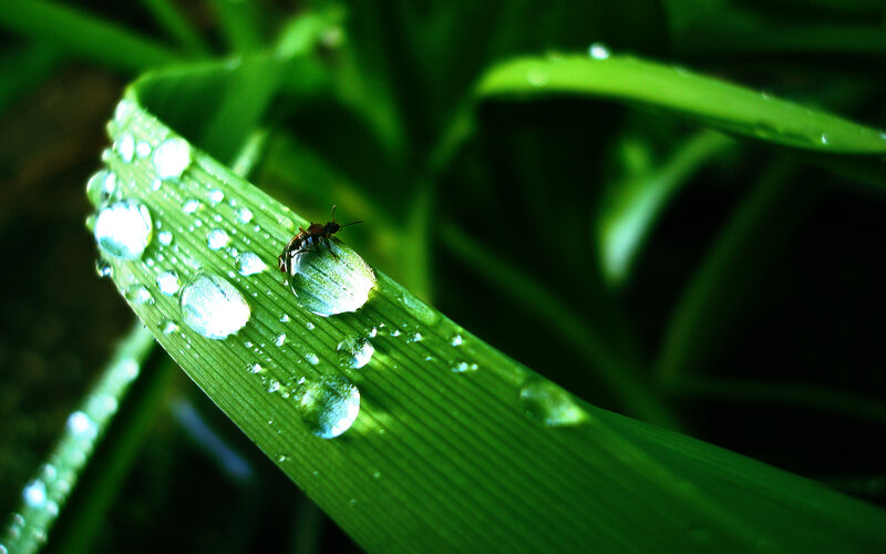 bug on a dew-covered leaf